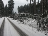 Nach Orkan Friederike  - Silberborner Strasse  (3)